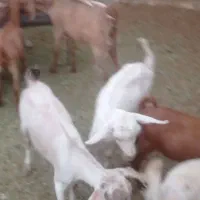 دوبر درجه یک سانن