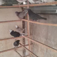 کبوتر|پرنده|تهران, علی‌آباد|دیوار