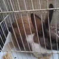 خرگوش خانگی