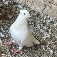 کبوتر بوشهری