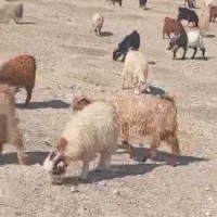 فروش فوری کهره یزدی|حیوانات مزرعه|اصفهان, شهرک صنعتی جی|دیوار