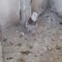 کبوتر طوقی|پرنده|بیجار, |دیوار