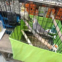 یک جفت عروس به همراه قفس