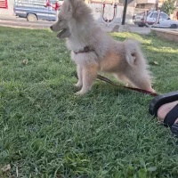 سگ پامر