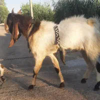 نر بز افغانی