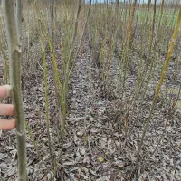 نهال گردوی پیوندی فرنور چندلر فرانکت و نهال میوه