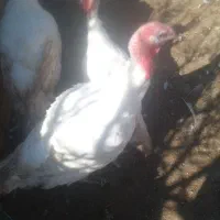 بوغلمون گوشتی