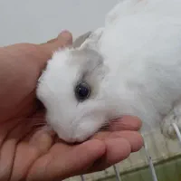 خرگوش مینیاتوری با قفس و جای آب و غذا