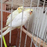 عروس هلندی