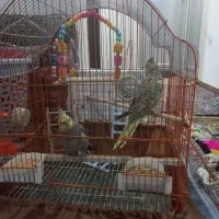 عروس هلندی