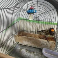 گلبسر|پرنده|شیراز, کوشک میدان|دیوار