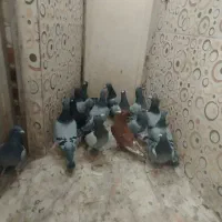 حیون زد خورد