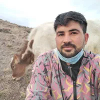 گوساله|حیوانات مزرعه|ارشق, |دیوار