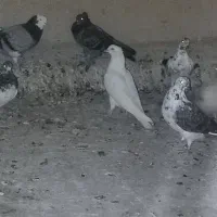 جوجه کفتر سفید کاکلی پاپر گمشده