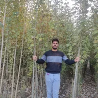 فروش نهال صنوبر