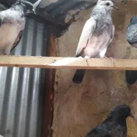 جوجه سنگین پرس