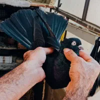 نر آبادانی واکسی پشته صرب فوق درشت وکشیده|پرنده|اهواز, شهرک برق|دیوار