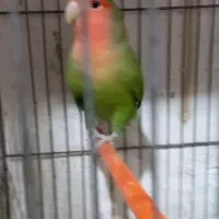 طوطی کوتوله|پرنده|مشگین شهر, |دیوار