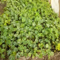 نهال هندوانه سوپر دراگون