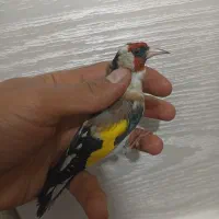 سهره دهن زن|پرنده|شیراز, کوشک میدان|دیوار