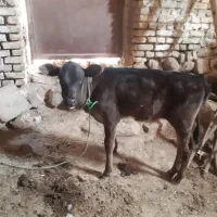 حیوانات مزرعه