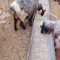 دوتا میش نزدیک زا جوان|حیوانات مزرعه|مسجد سلیمان, |دیوار