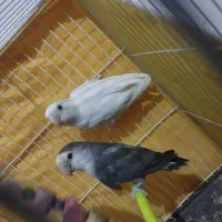 یک جفت کوتله