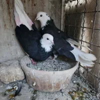 کفتر شازده و سفیدمهر