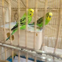 یک جفت مرغ عشق مولد