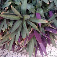 گلهای شاداب وزیبا|گل و گیاه طبیعی|خوی, |دیوار