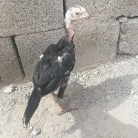 3 عدد جوجه فروشی|حیوانات مزرعه|سراوان, |دیوار