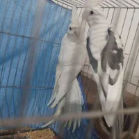 عروس مولد با تخم و جوجه همه نژاد