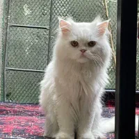 گربه نر پرشین