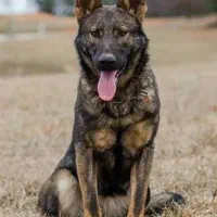 واگذاری مالینویز|سگ|رشت, بوسار|دیوار