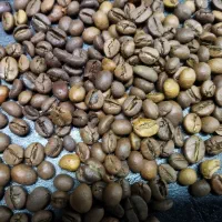 باریستا.کمک باریستا.سالن کار.همکارخانم