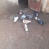 کبوتر|پرنده|زنجانرود, |دیوار