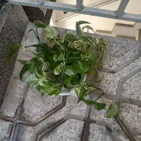 پتوس قلمه