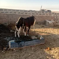 گاو وگوساله