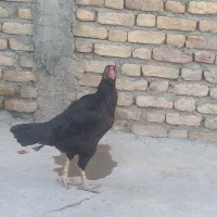 مرغ لاری|حیوانات مزرعه|سنقر, |دیوار