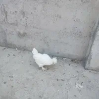 خروس ومرغ سلطان و لهستانی|حیوانات مزرعه|ماکو, |دیوار