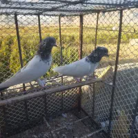 کبوتر|پرنده|بهارستان, |دیوار