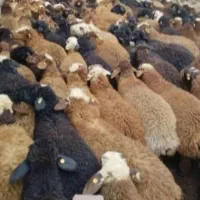 شیشک بره کشتنی (روستایی و محلی )|حیوانات مزرعه|قم, میرزائیه|دیوار