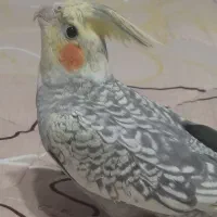 عروس هلندی نر ۵ ماهه