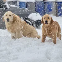 سگ گلدن رتریور|سگ|ابهر, |دیوار