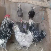مرغ و خروس گلین فروشی