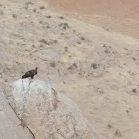 گم شده