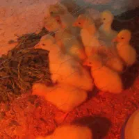 جوجه قو غاز اکراینی سفید|حیوانات مزرعه|جوادآباد, |دیوار