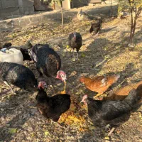 بوقلمون ارگانیک|حیوانات مزرعه|شهریار, شهرک امیریه|دیوار