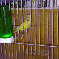 جفت مرغ عشق چشم شرابی