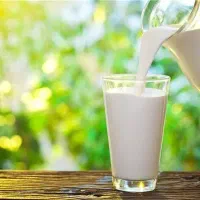 شیر، میغولی